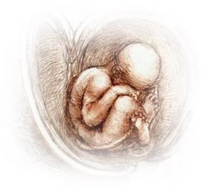 Embryo