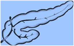 Pancreas