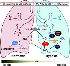 Nitric in the lungs
