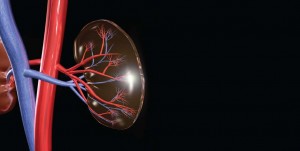 kidney2