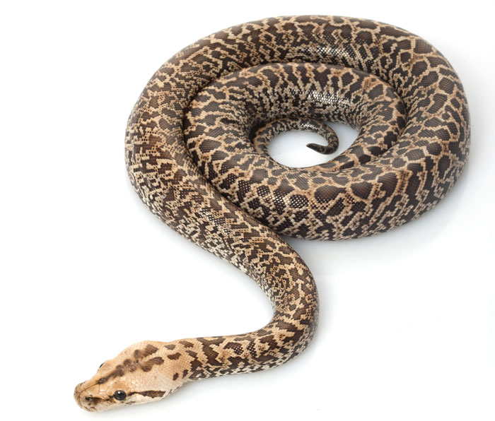 Feed, or wait and eat, in pancreatitis – ICMWK